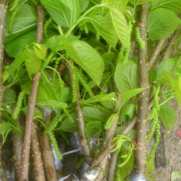 大十桑树苗40~50cm