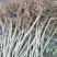 大十桑树苗40~50cm