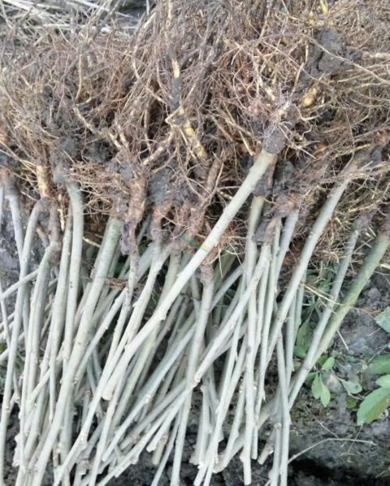 大十桑树苗40~50cm