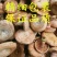 黄丝菌新鲜野生松乳菌