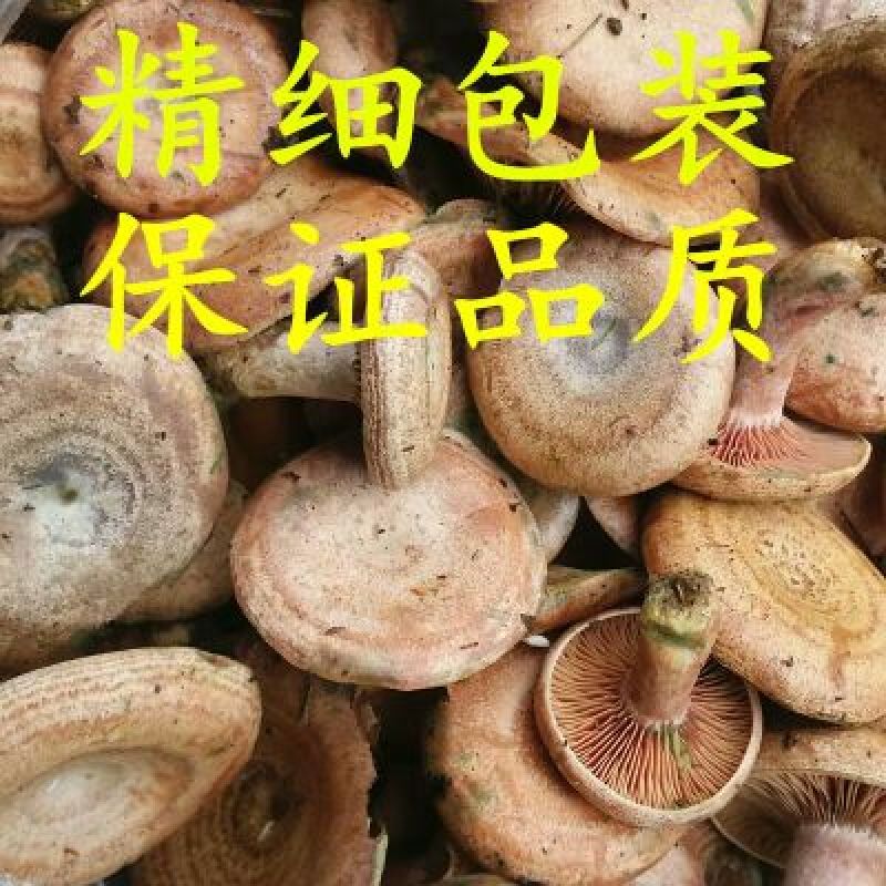 黄丝菌新鲜野生松乳菌