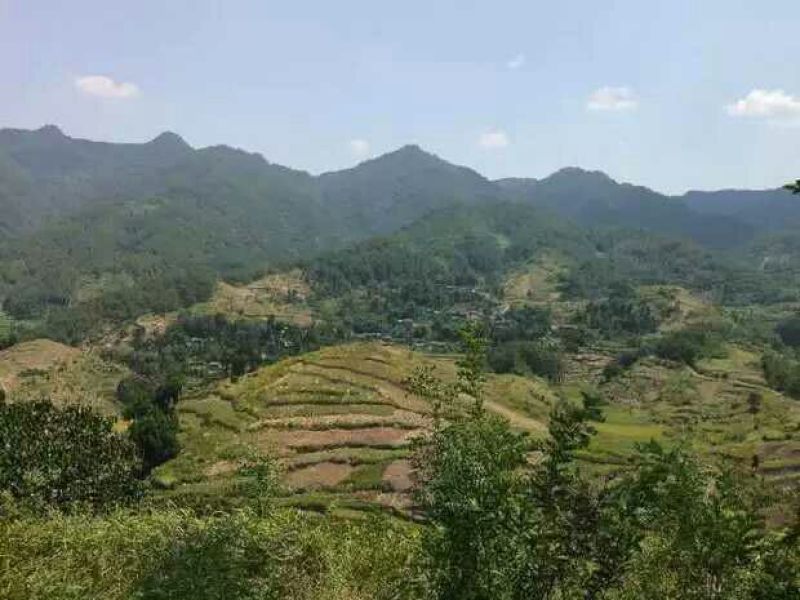 黄丝菌新鲜野生松乳菌