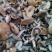 松乳菌