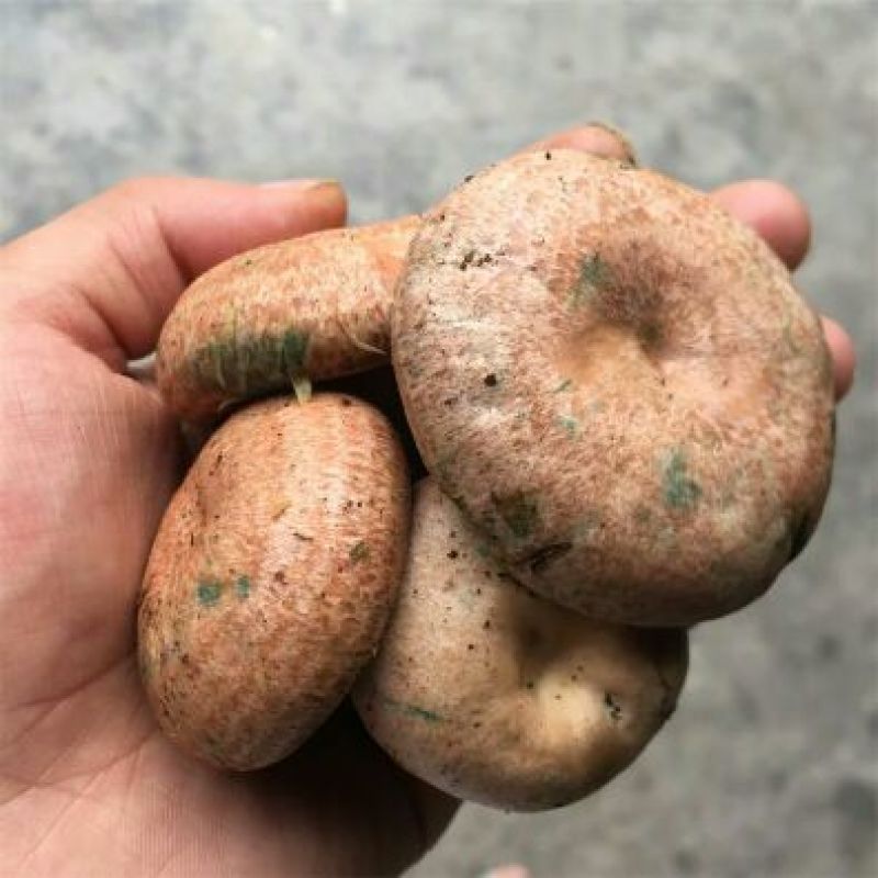 松乳菌