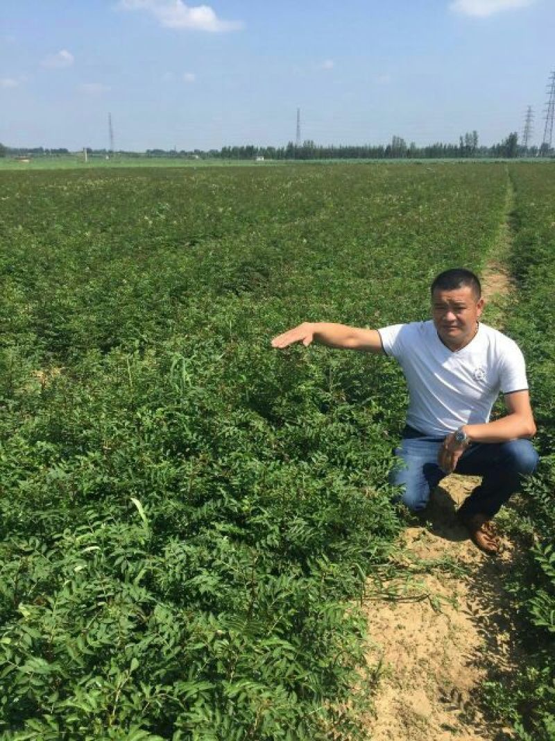 花椒苗1~2年，成活率高，现挖现卖，大红袍花椒，九叶青