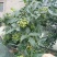 花椒苗1~2年，成活率高，现挖现卖，大红袍花椒，九叶青