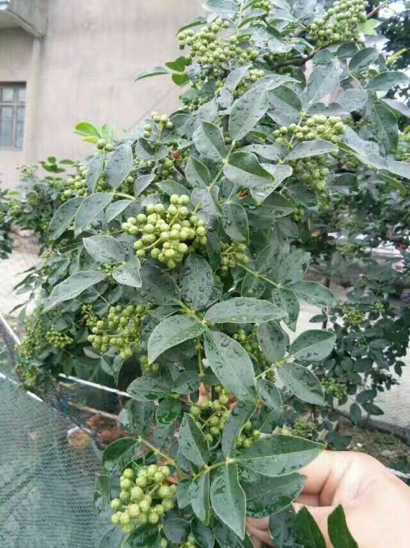 花椒苗1~2年，成活率高，现挖现卖，大红袍花椒，九叶青