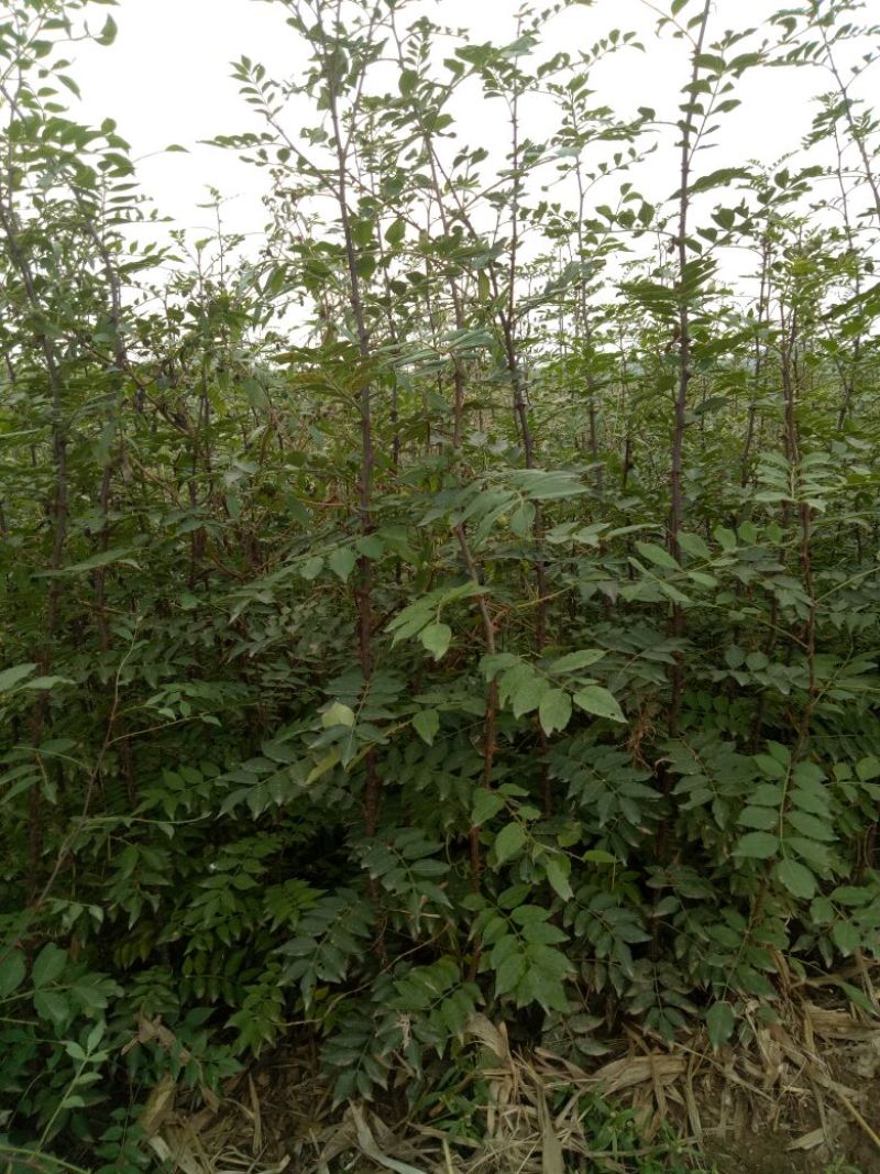 花椒苗1~2年，成活率高，现挖现卖，大红袍花椒，九叶青