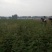 花椒苗1~2年，成活率高，现挖现卖，大红袍花椒，九叶青