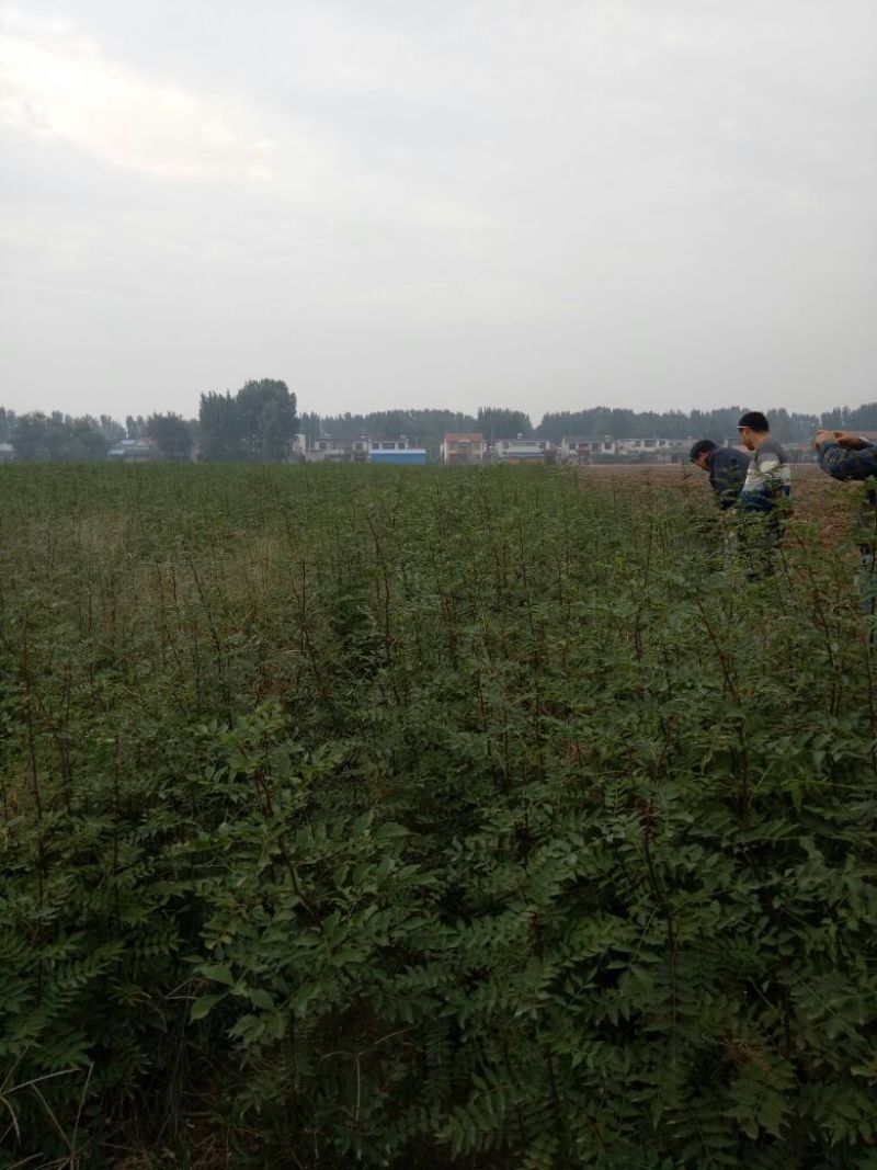 花椒苗1~2年，成活率高，现挖现卖，大红袍花椒，九叶青