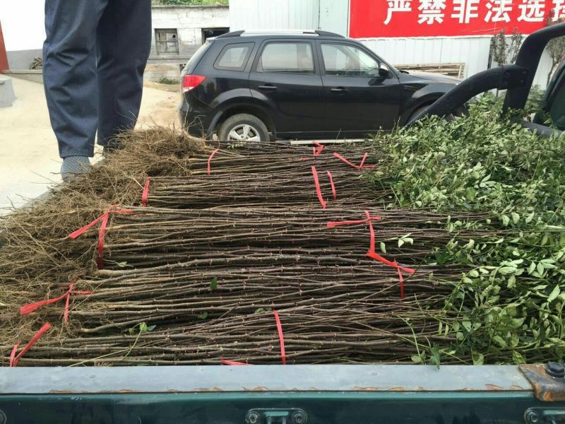 花椒苗1~2年，成活率高，现挖现卖，大红袍花椒，九叶青