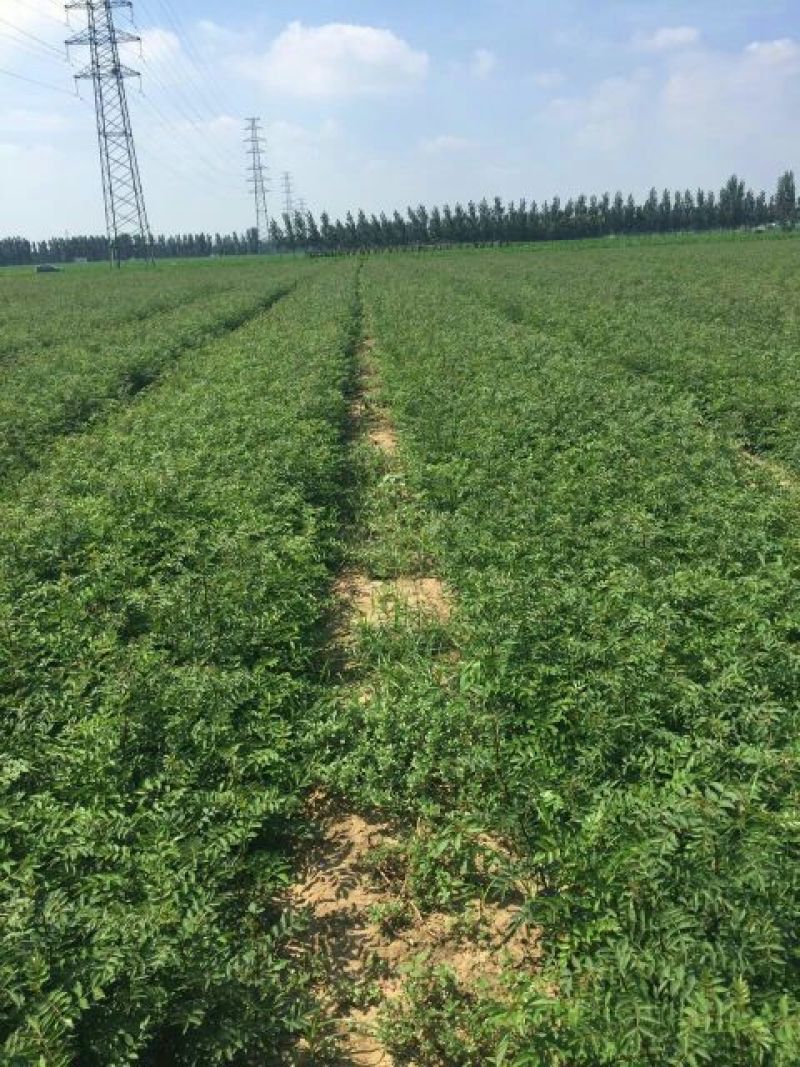 花椒苗1~2年，成活率高，现挖现卖，大红袍花椒，九叶青