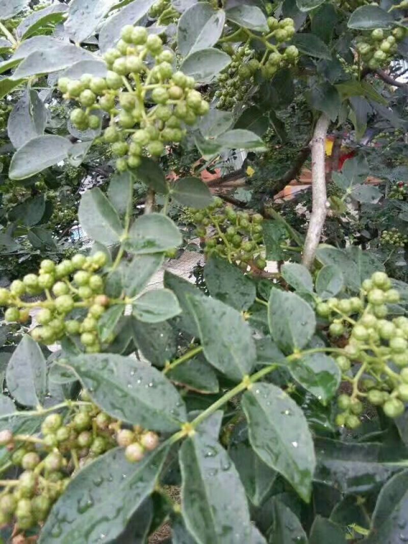 花椒苗1~2年，成活率高，现挖现卖，大红袍花椒，九叶青