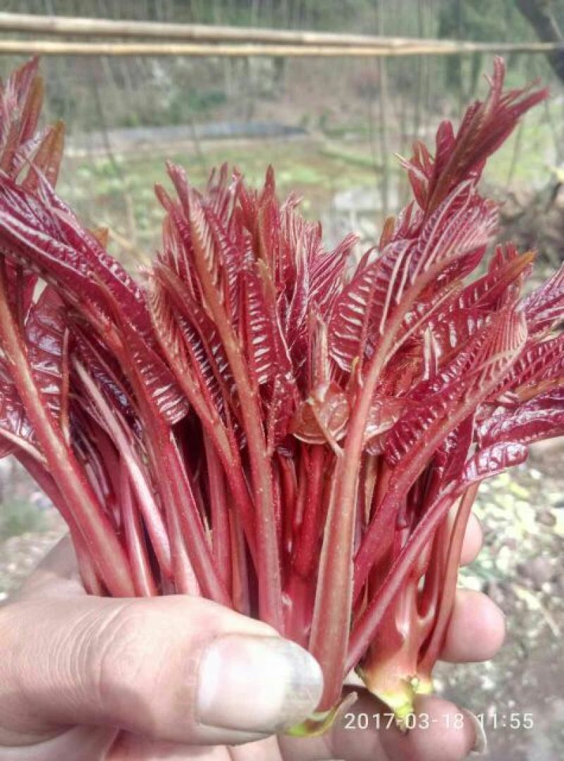 红油香椿苗80cm以上大棚种植~陆地种植