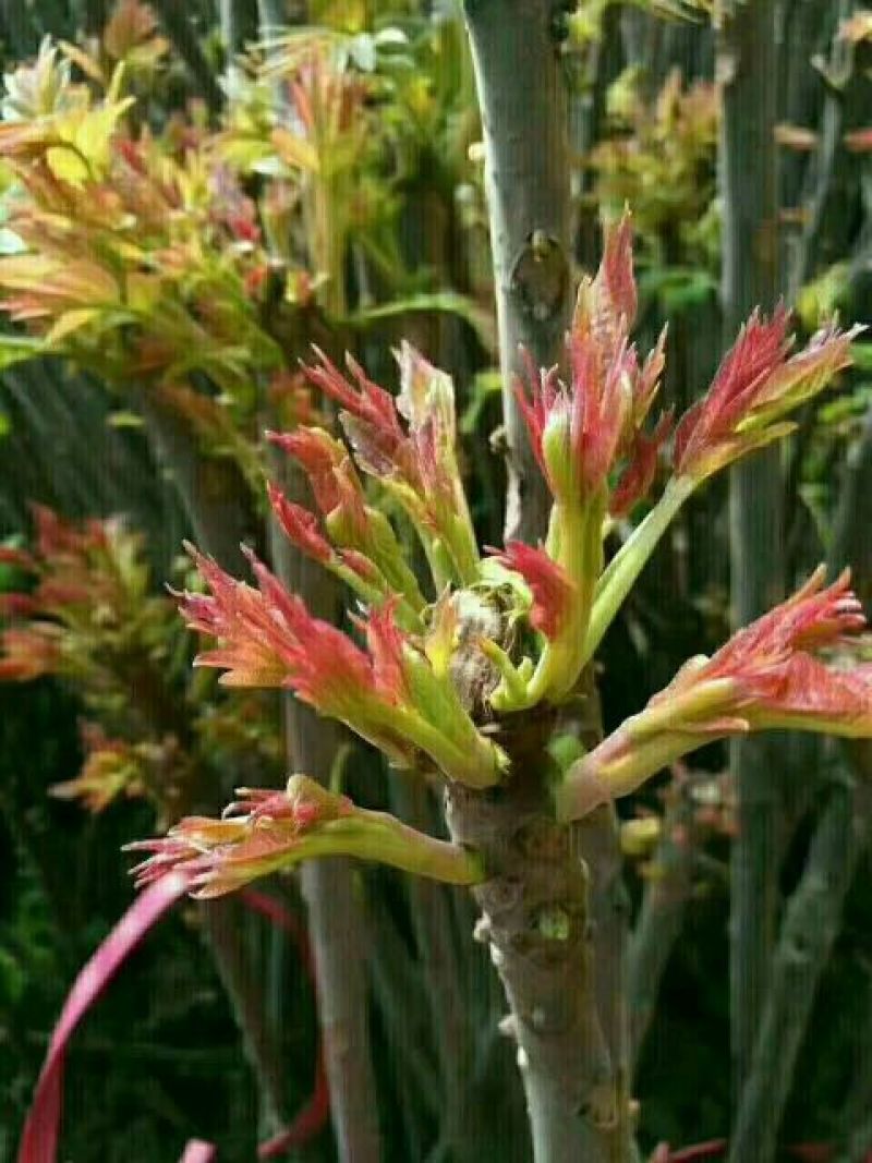 红油香椿苗80cm以上大棚种植~陆地种植