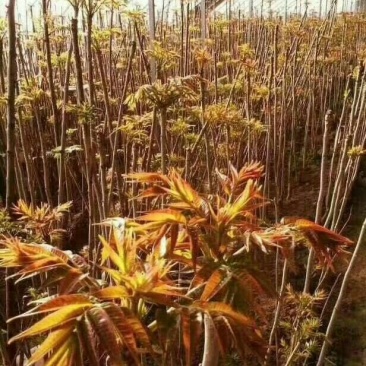 红油香椿苗80cm以上大棚种植~陆地种植