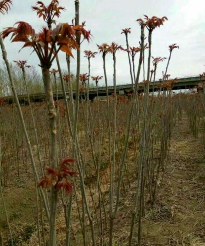 红油香椿苗80cm以上大棚种植~陆地种植