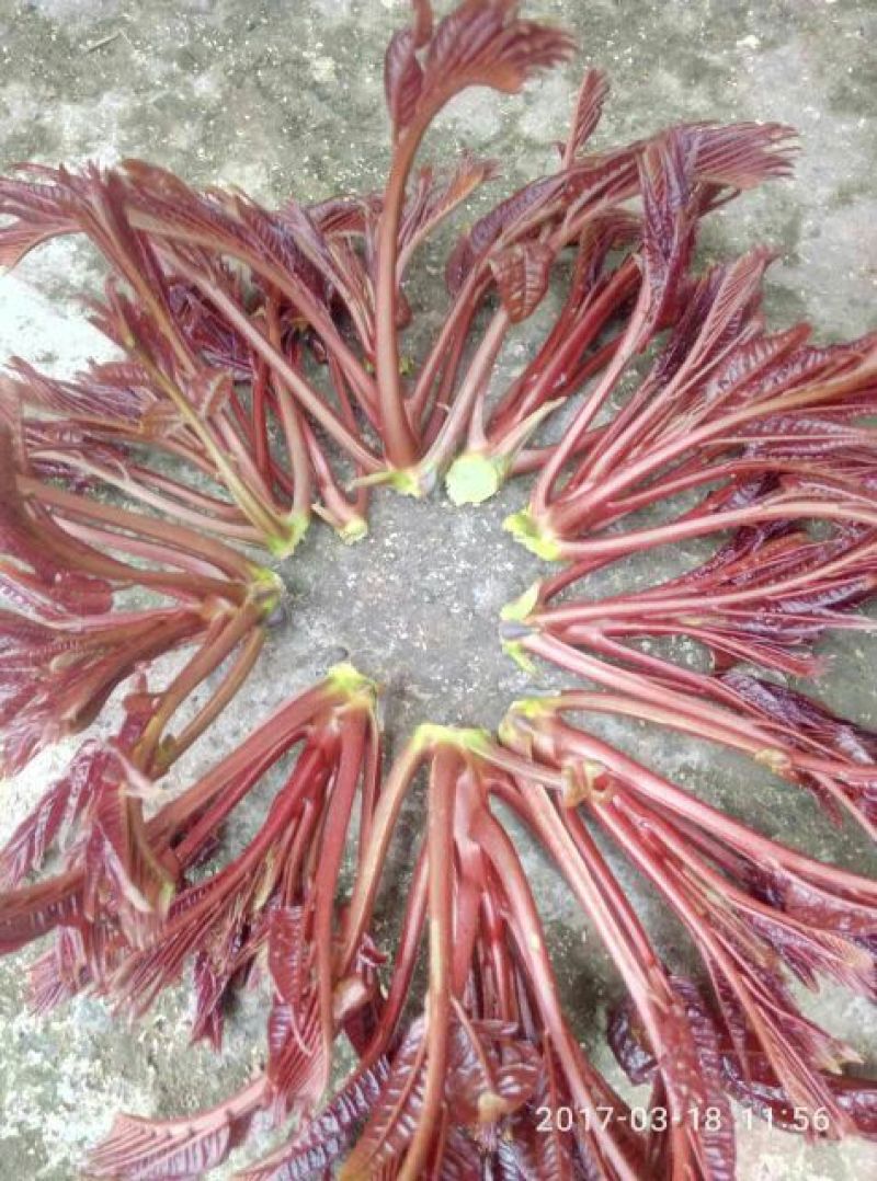 红油香椿苗80cm以上大棚种植~陆地种植