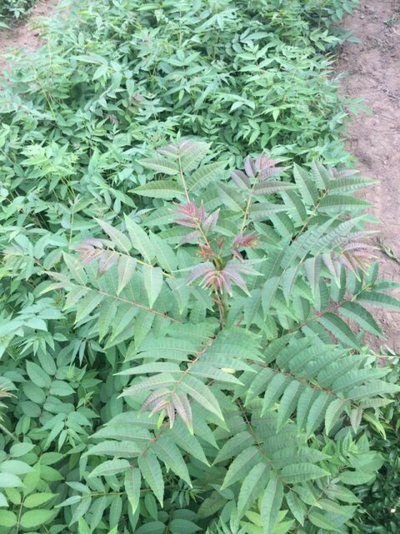 红油香椿苗80cm以上大棚种植~陆地种植
