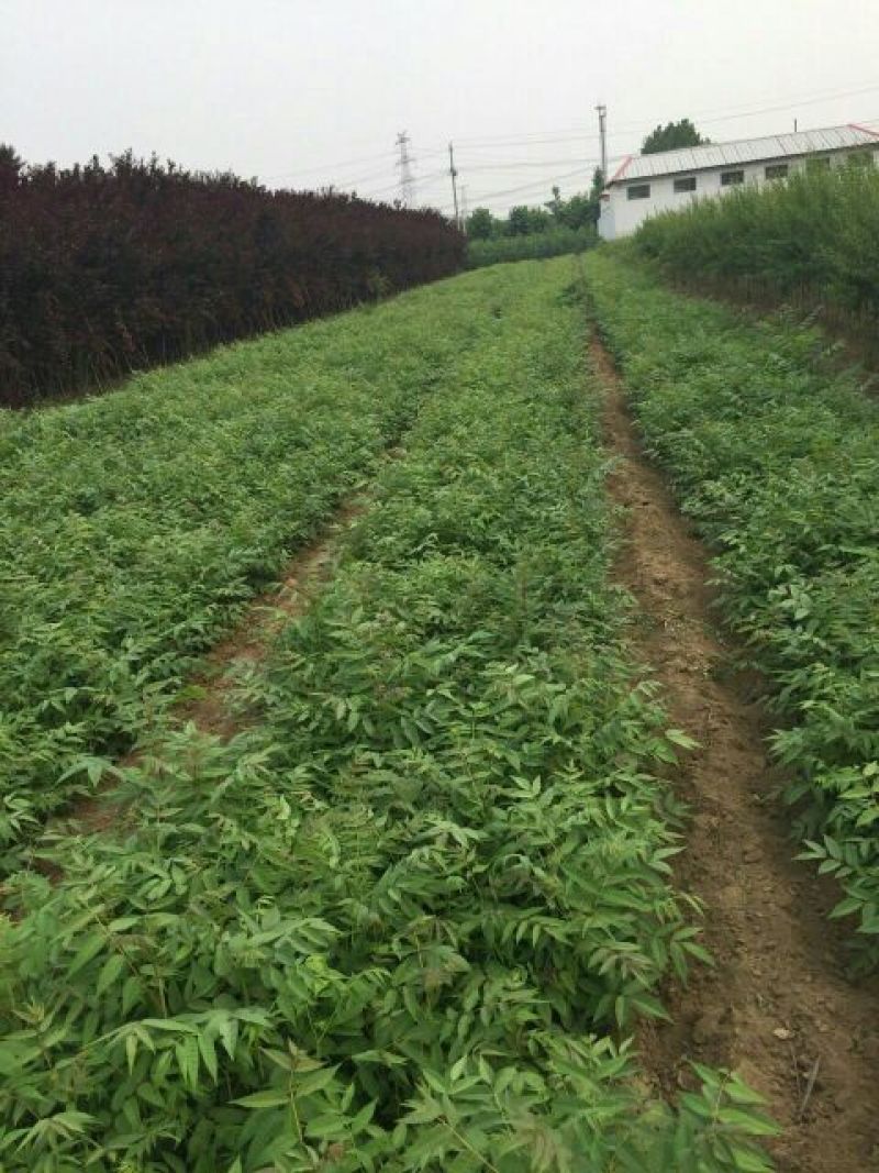 红油香椿苗80cm以上大棚种植~陆地种植