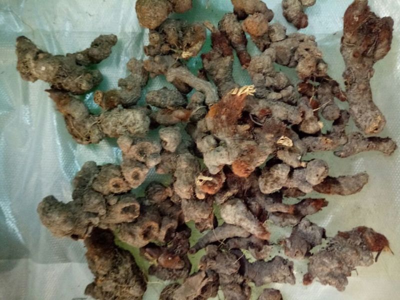 落新妇干货个子天然晒干无硫熏量大从优