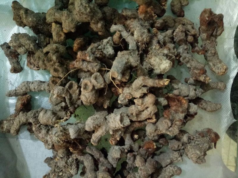 落新妇干货个子天然晒干无硫熏量大从优
