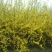 连翘2年以下70~90cm，苗圃低价出售