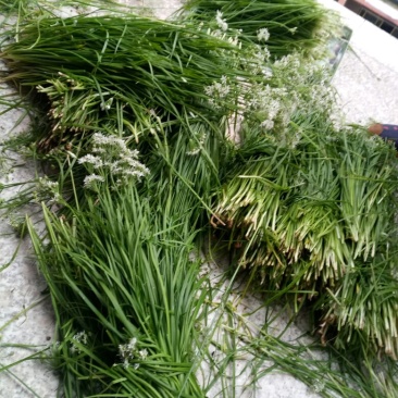 小叶韭菜头茬