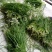 小叶韭菜头茬