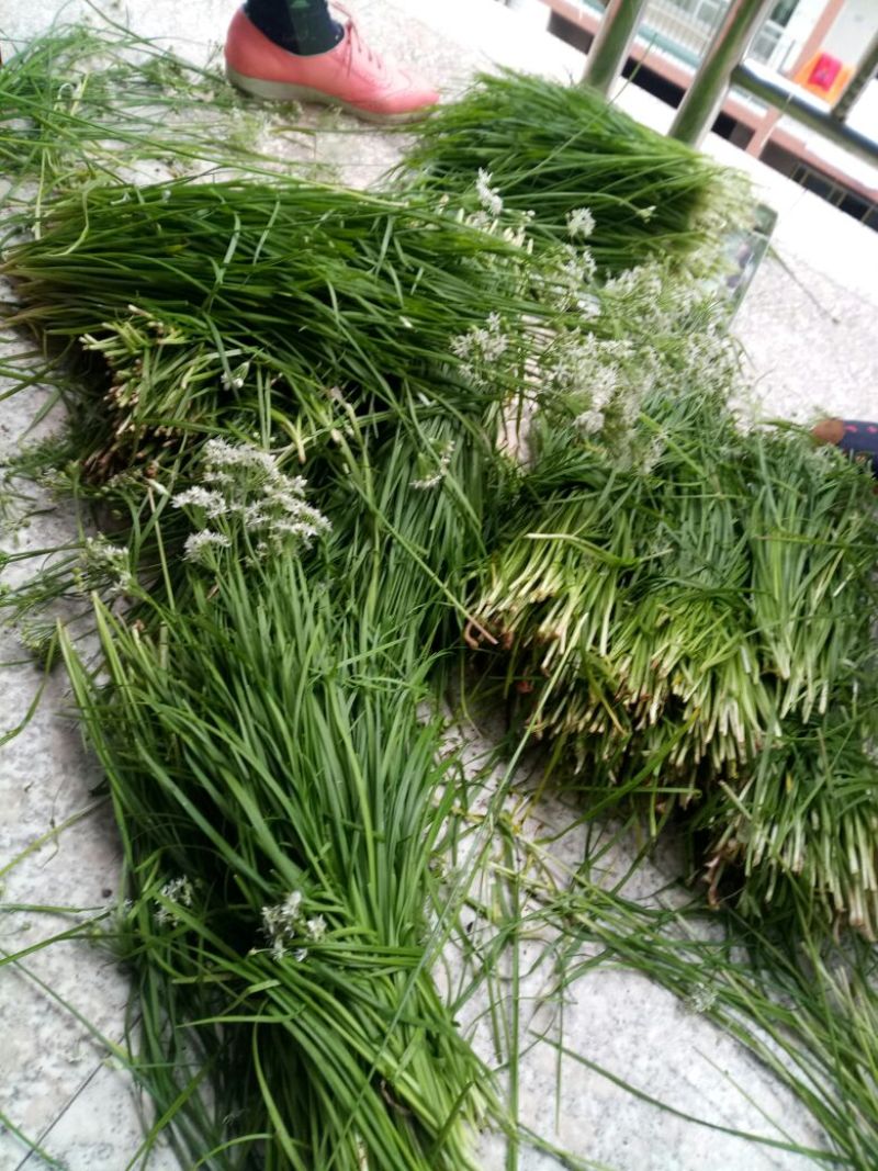 小叶韭菜头茬