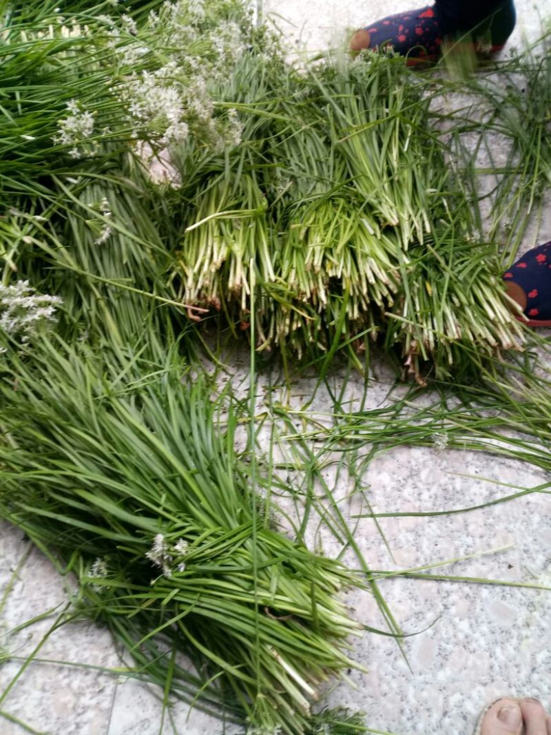 小叶韭菜头茬