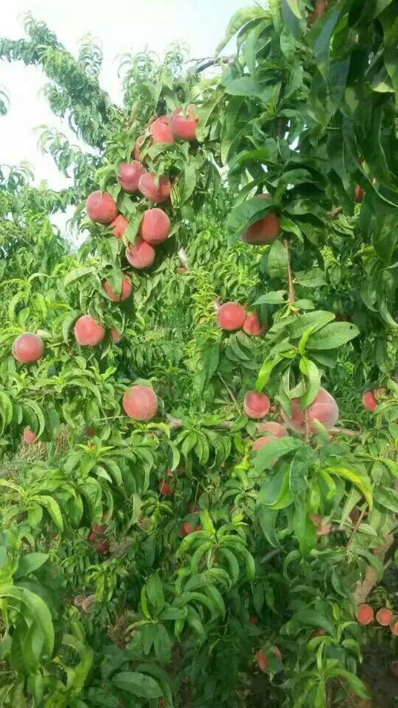 河南大桃，各个品种齐全，突围，沙红，水密桃等，香甜可口，