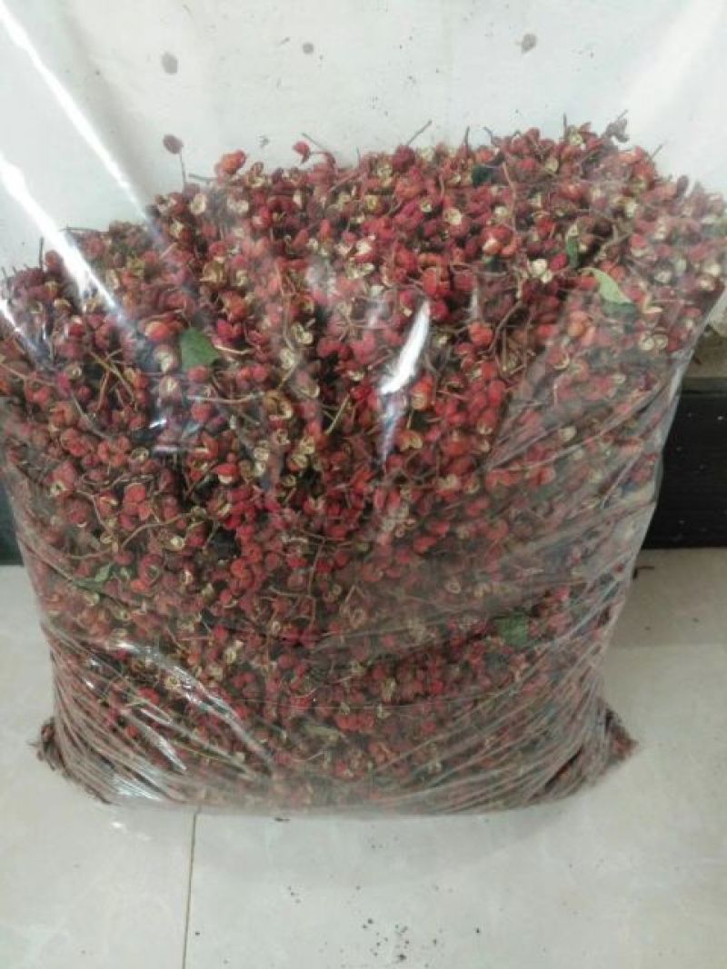 花椒苗1~2年