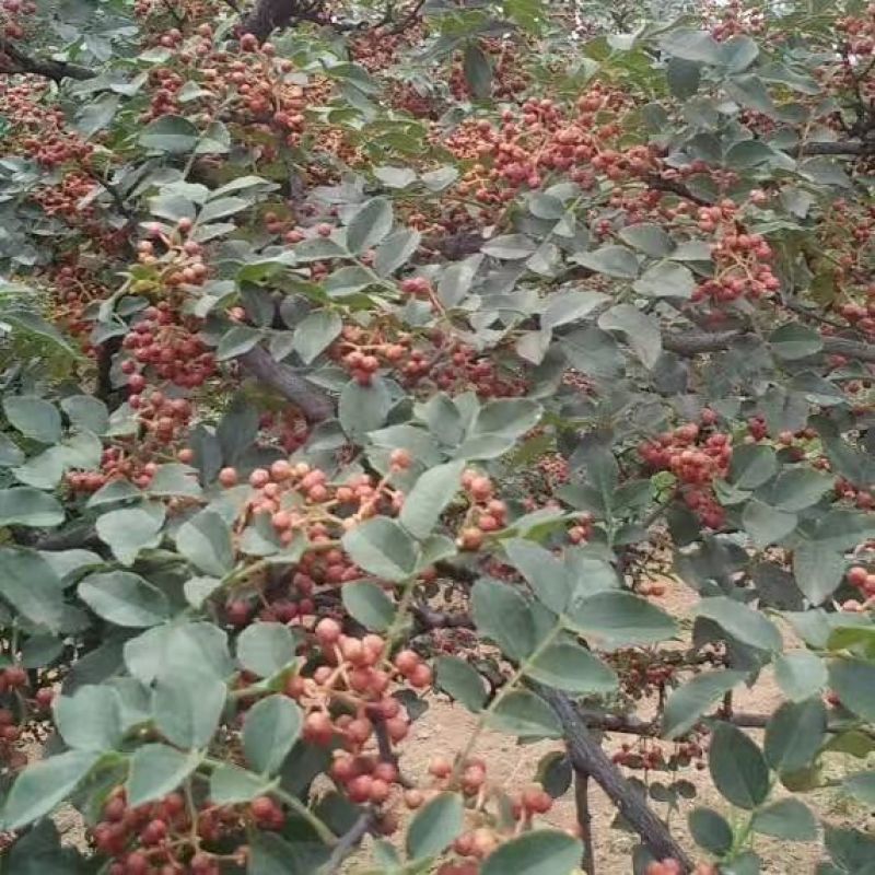 花椒苗1~2年