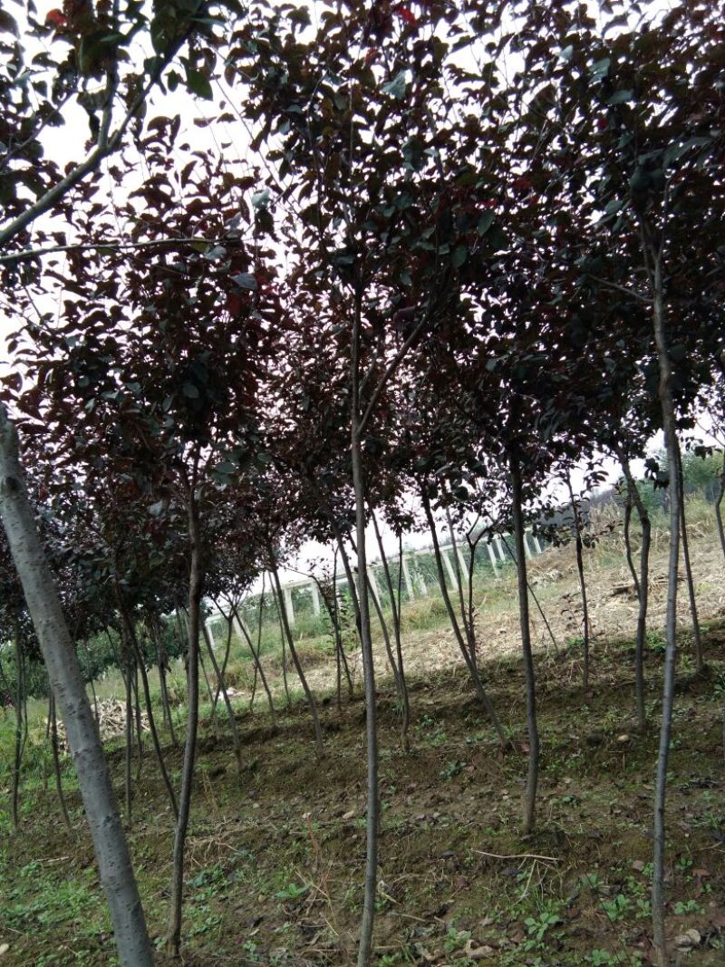 紫叶矮樱200~250cm2~4cm