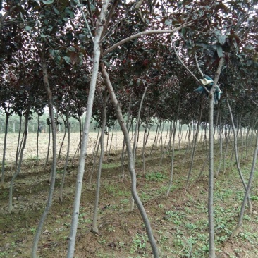 紫叶矮樱200~250cm2~4cm