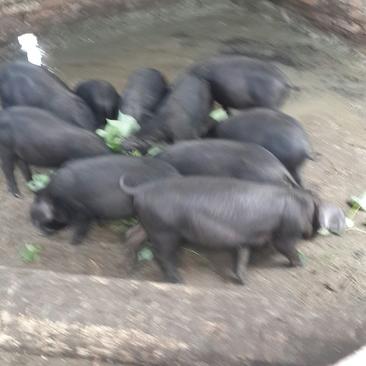 苏太猪种猪15~25kg