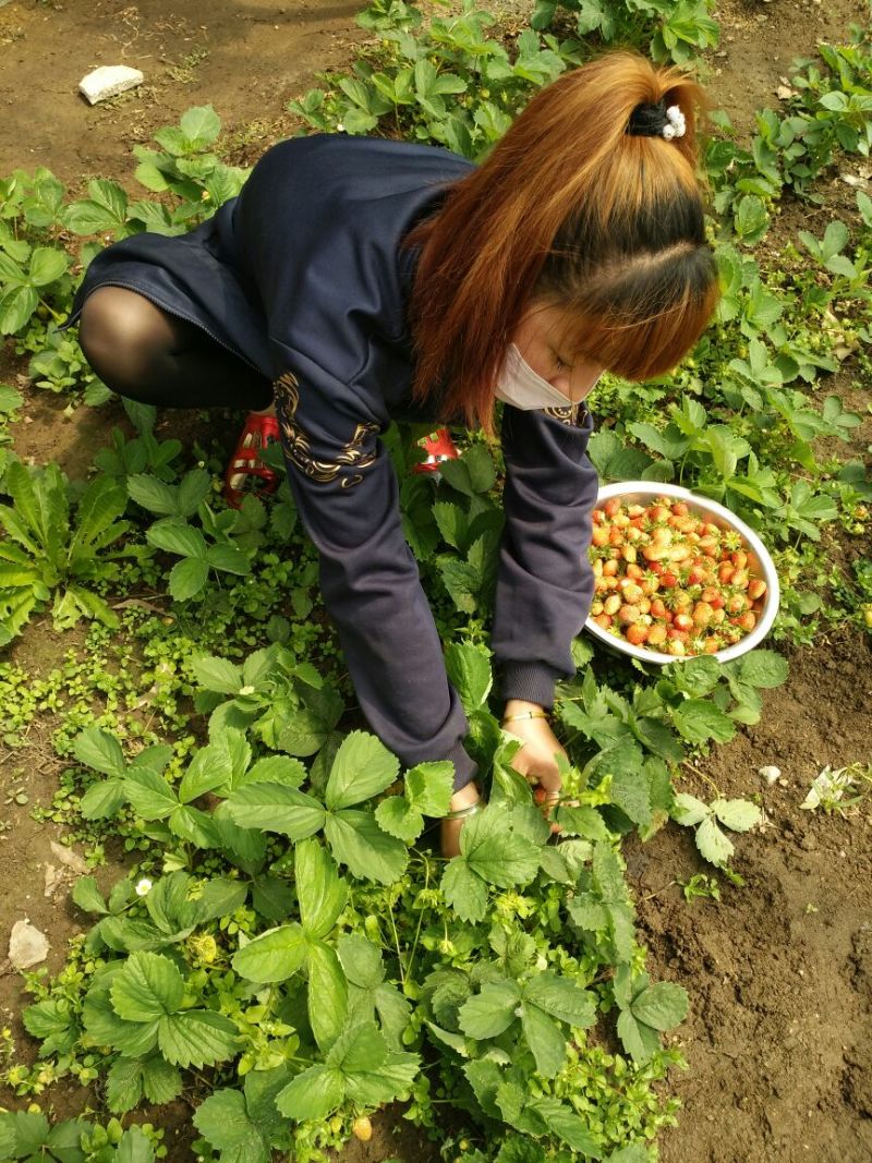 草莓苗10~20cm