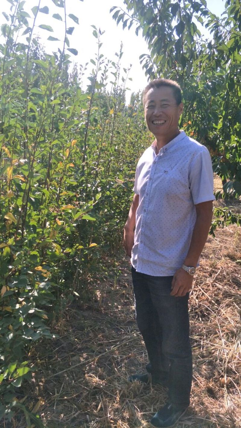 西梅苗法兰西苗恐龙蛋杏李