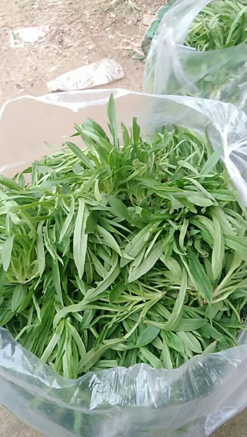 面条菜10cm以下