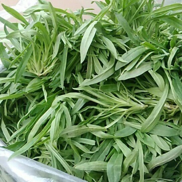 面条菜10cm以下
