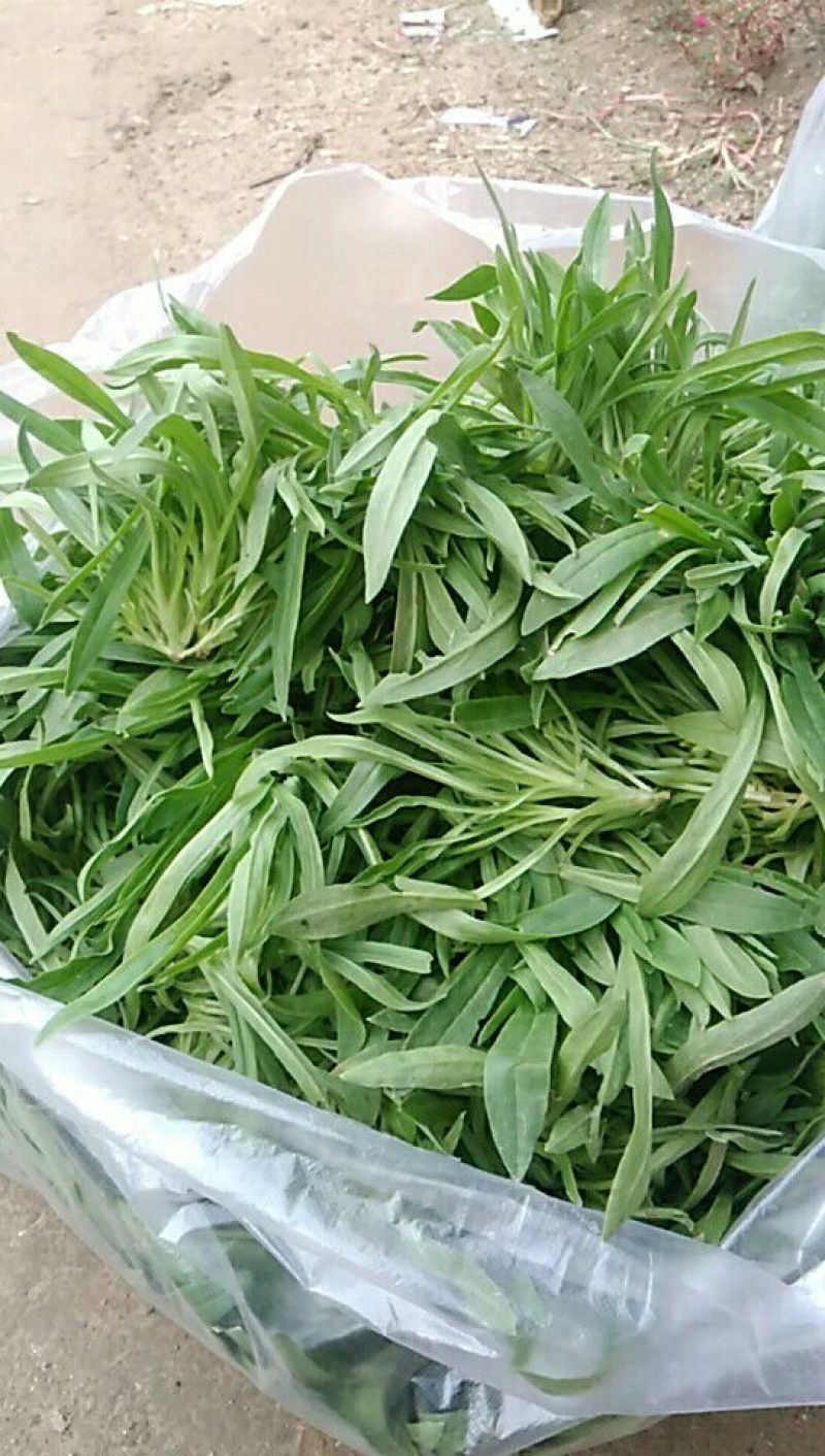 面条菜10cm以下