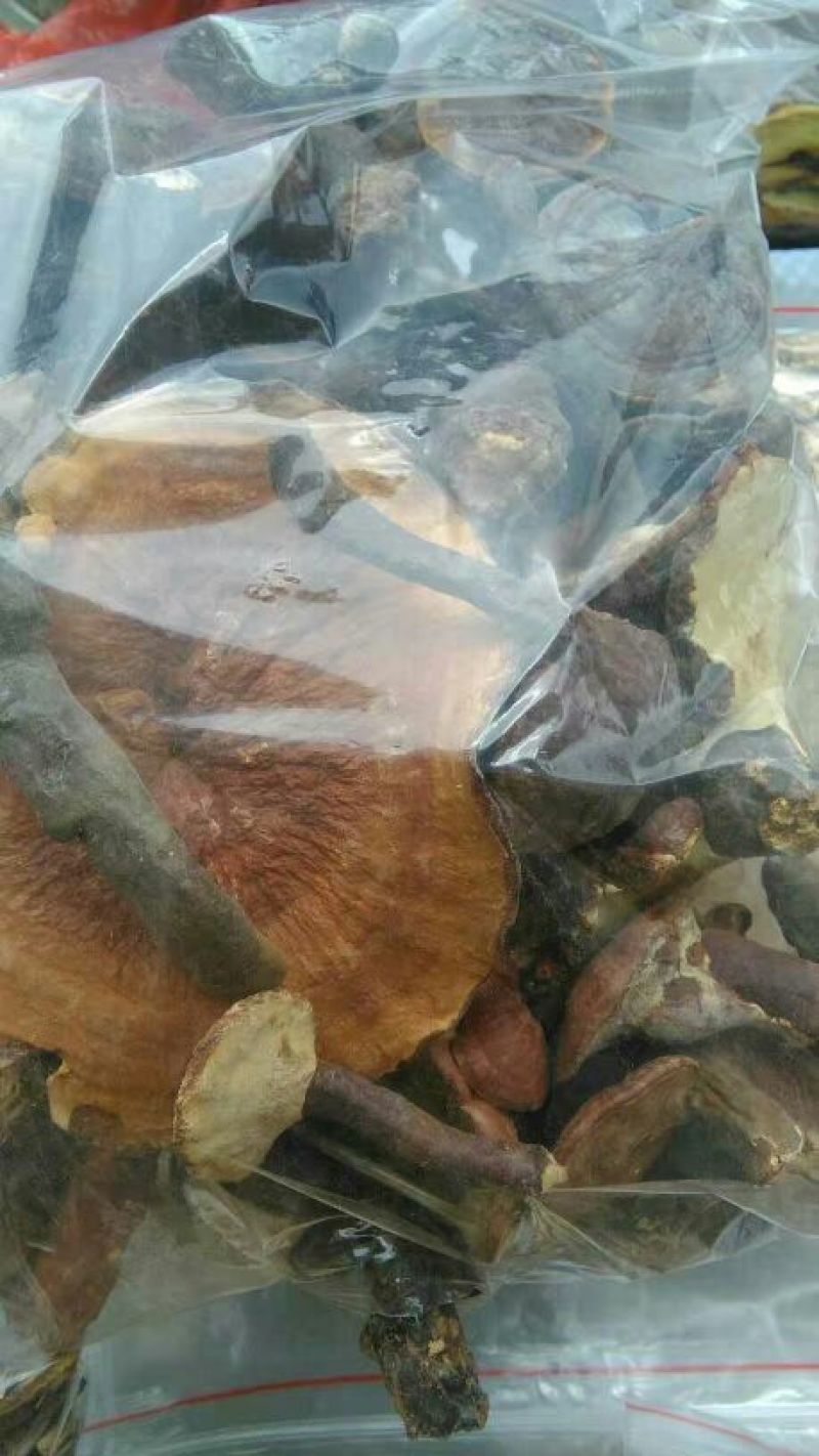 云南野生深山灵芝产地货源大量现货批发