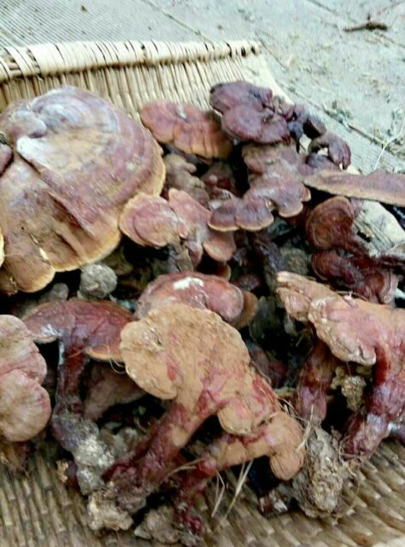 云南野生深山灵芝产地货源大量现货批发