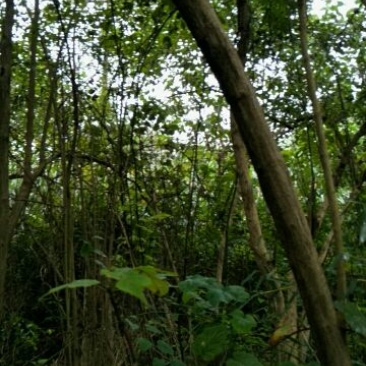土鸡