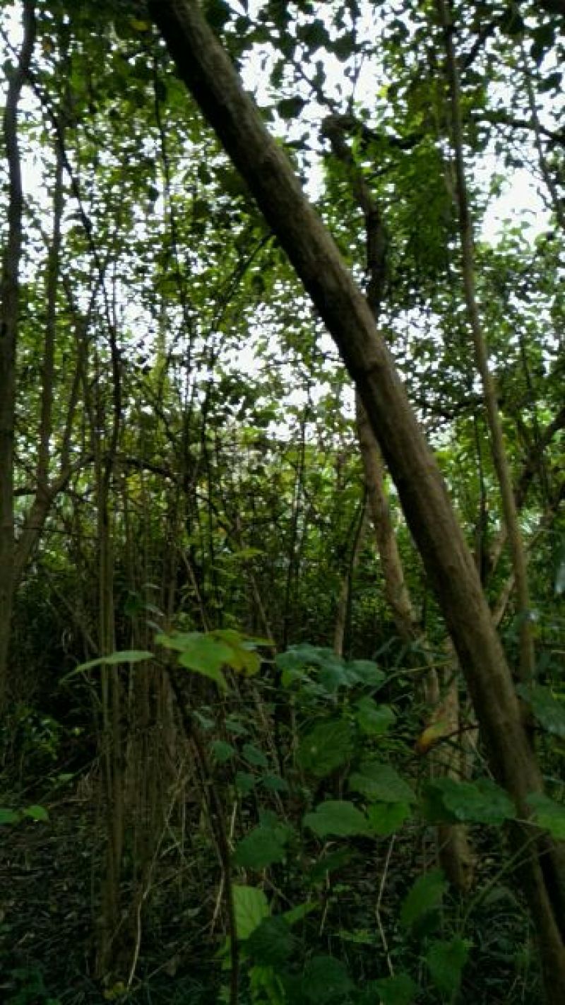 土鸡