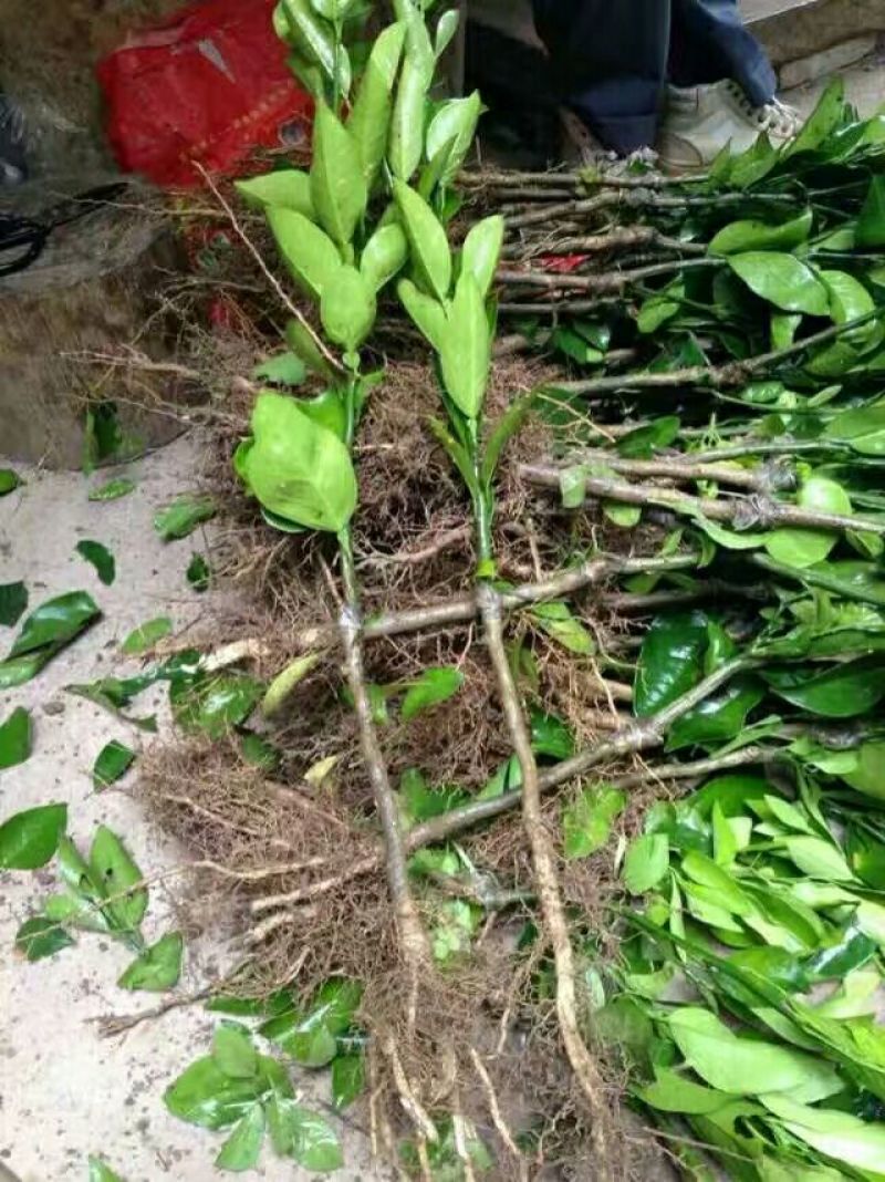 橘子树红橘苗，