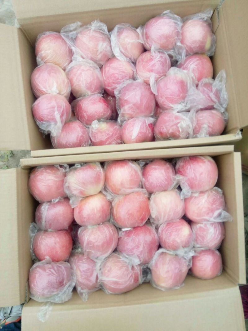 红富士苹果批发冰糖心纸加膜红富士苹果产地，陕西红富士苹果