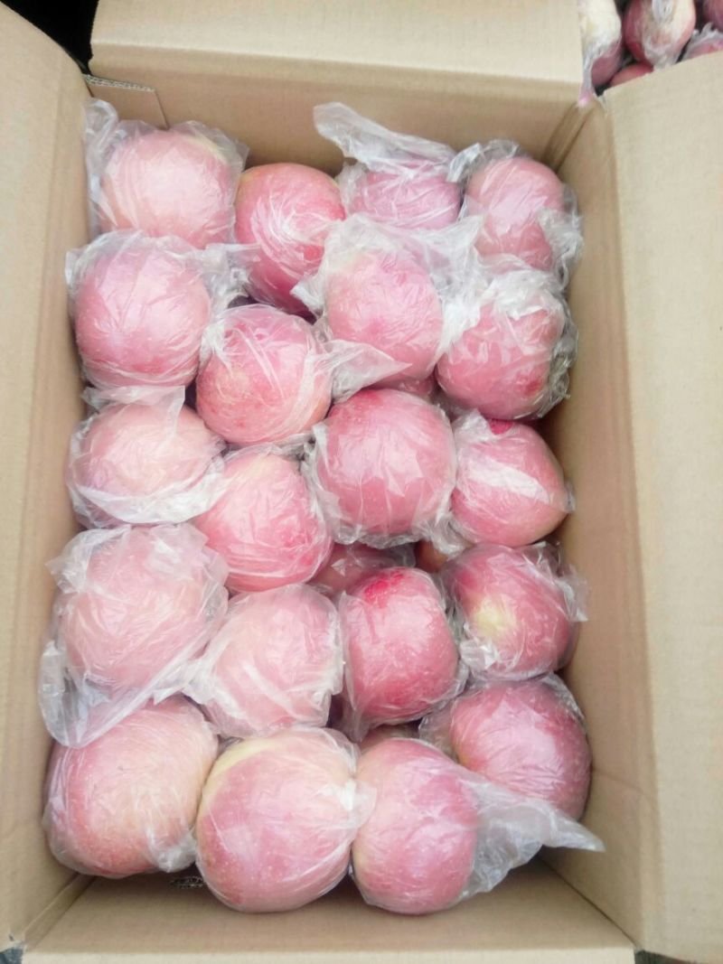 红富士苹果批发冰糖心纸加膜红富士苹果产地，陕西红富士苹果