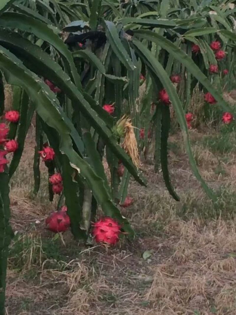 红心火龙果苗红皮红肉火龙果苗